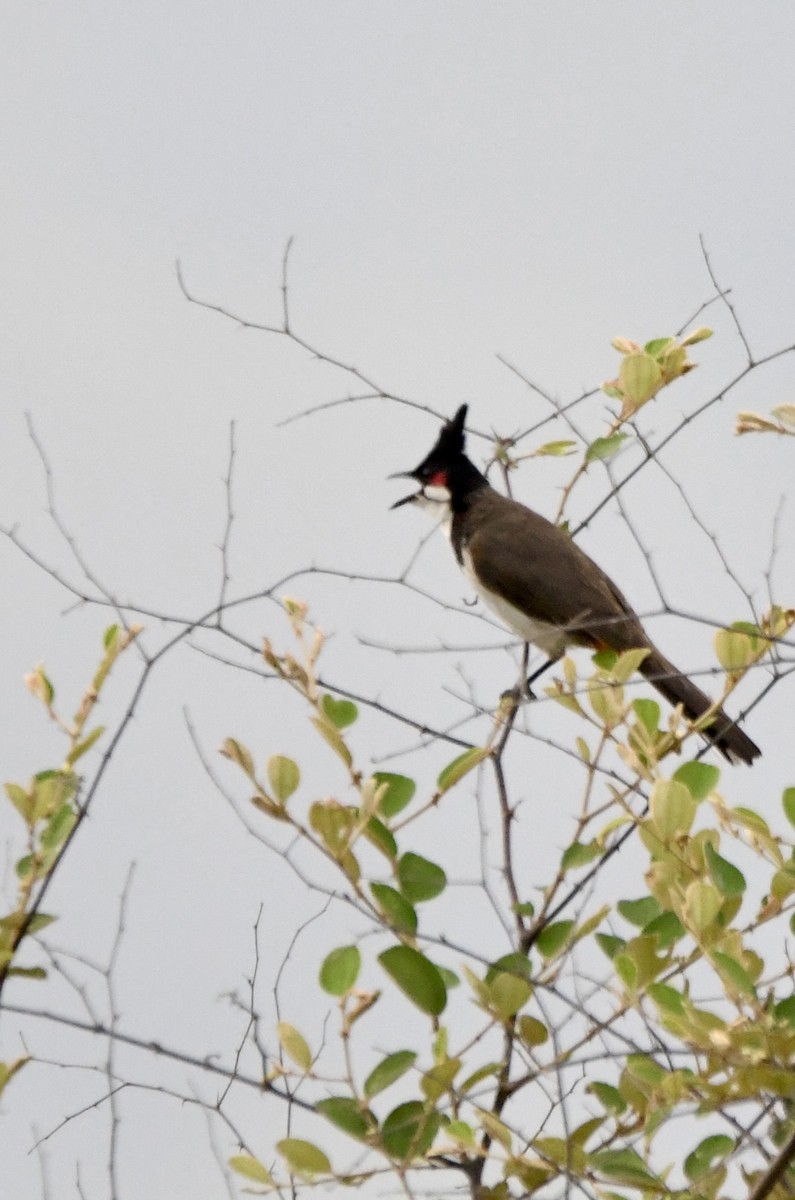 Red-whiskered Bulbul - ML620835270