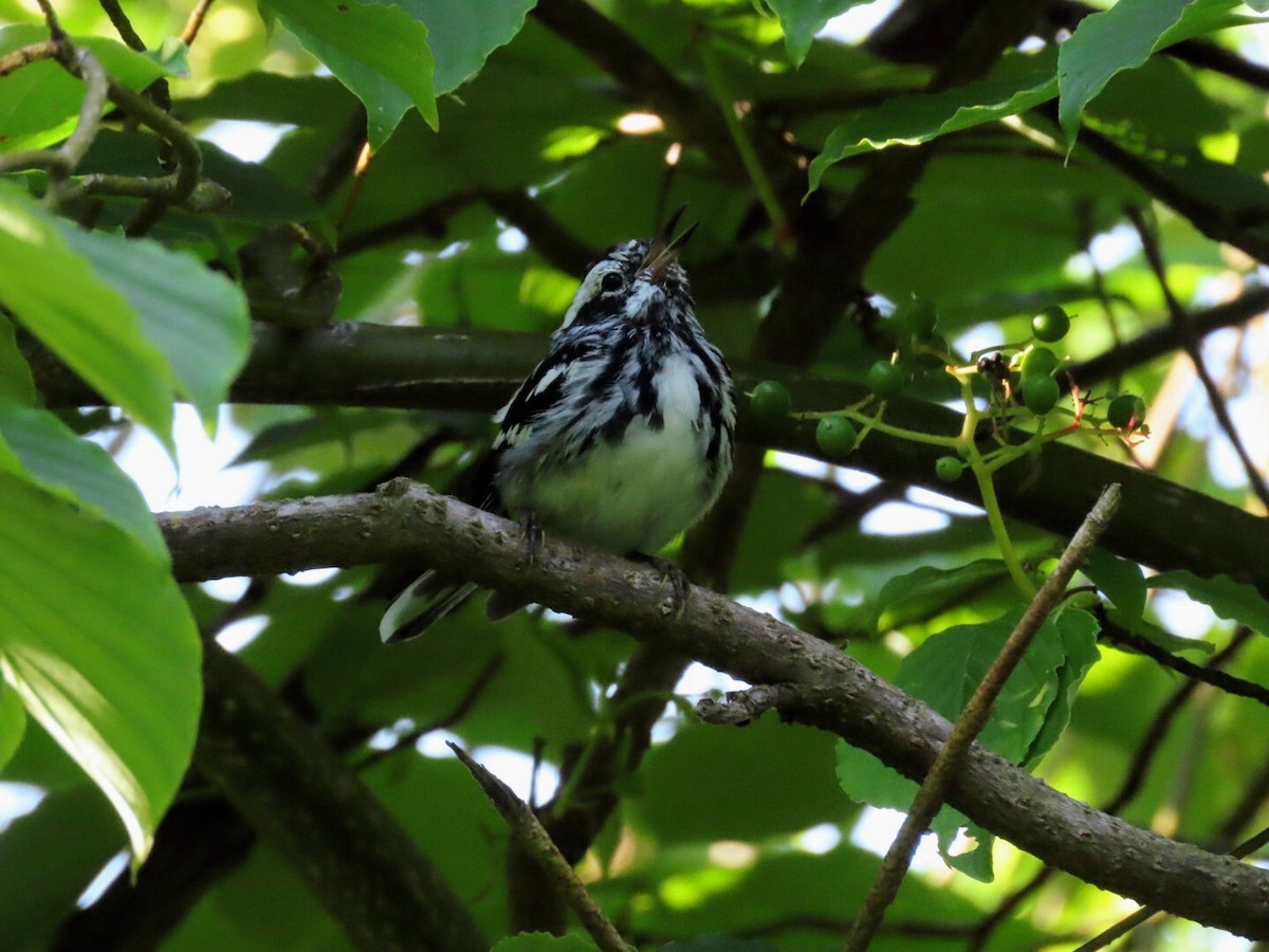 Black-and-white Warbler - ML620835273