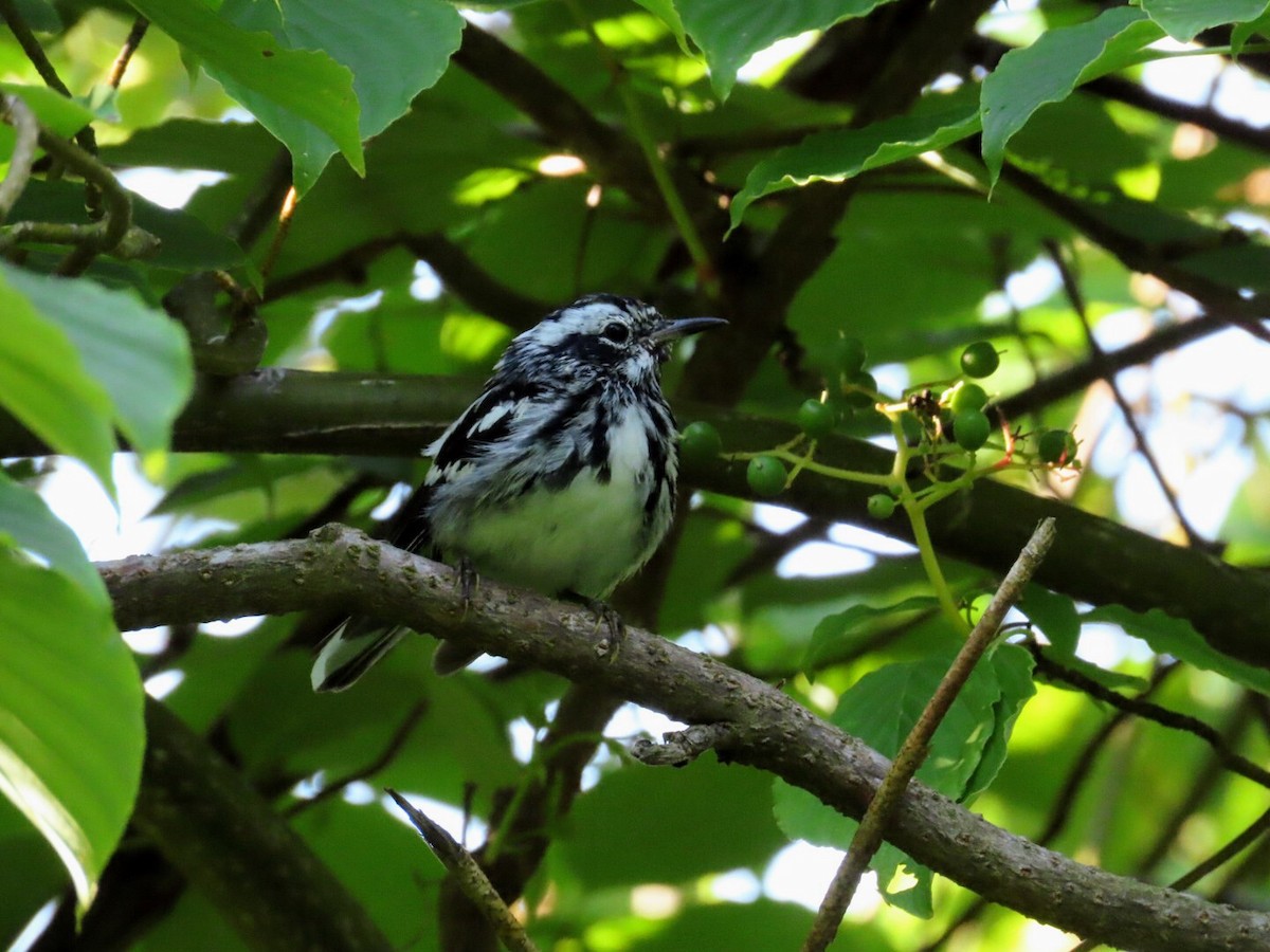 Black-and-white Warbler - ML620835274