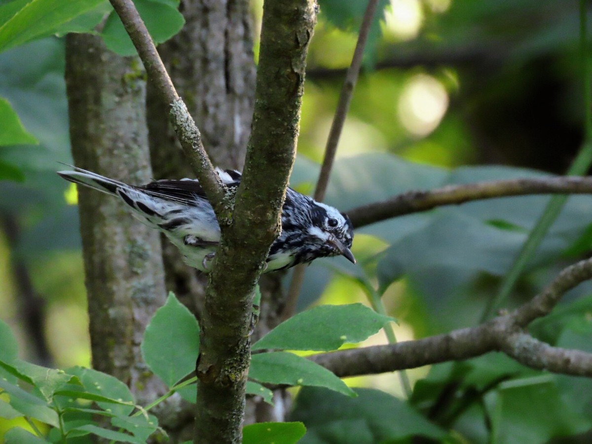 Black-and-white Warbler - ML620835275