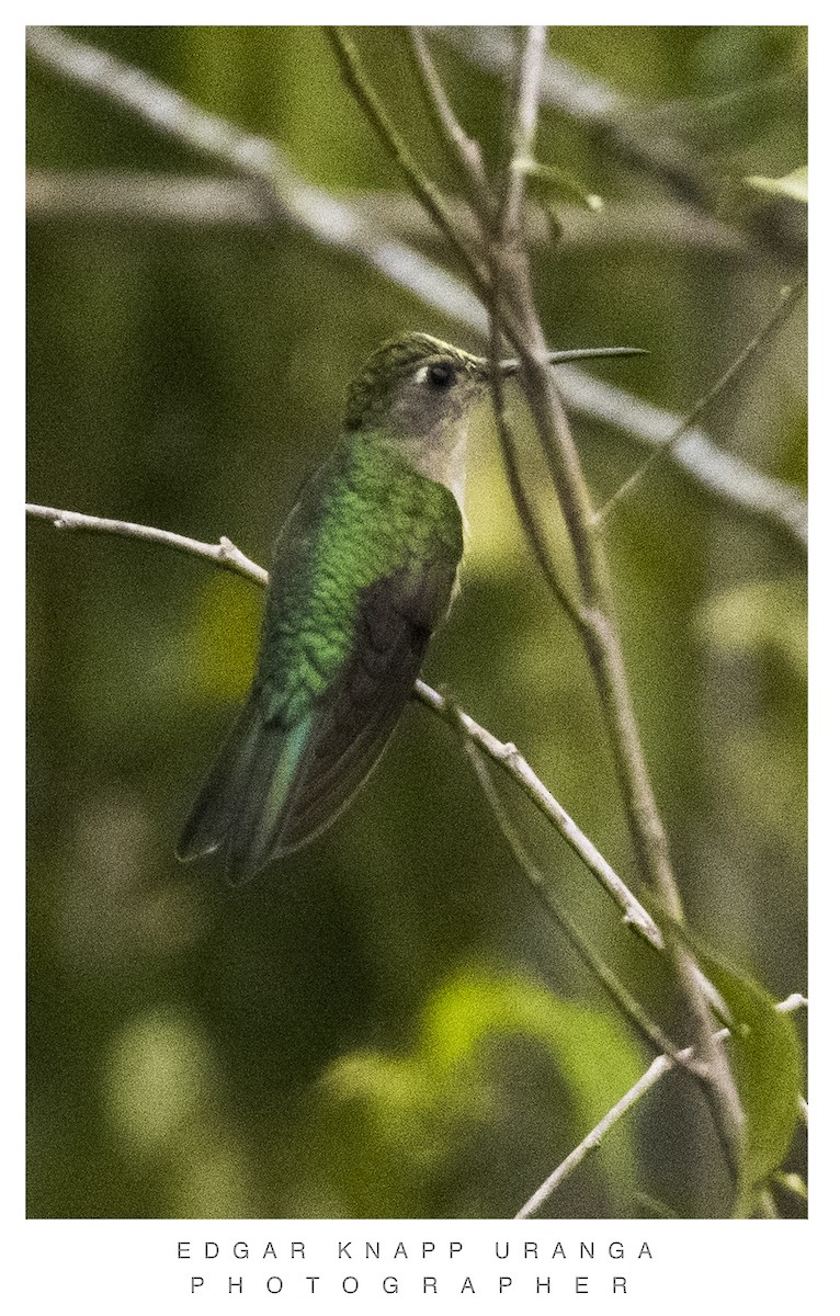 kolibřík klínoocasý - ML620835298