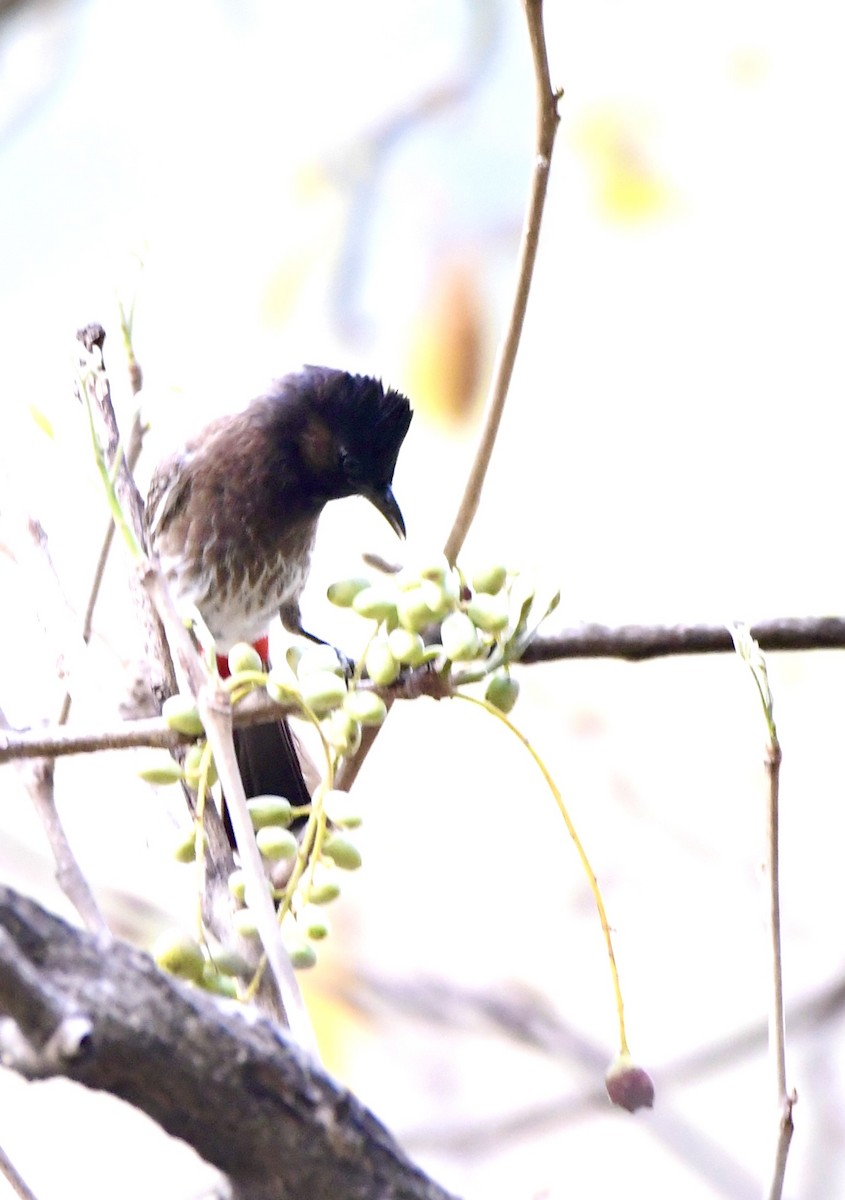 Red-vented Bulbul - ML620835302