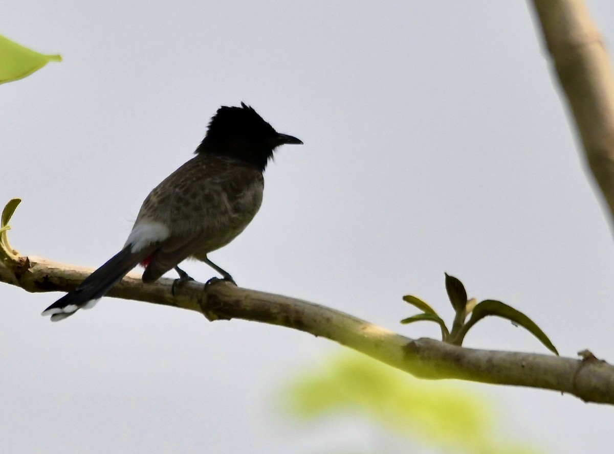 Red-vented Bulbul - ML620835303