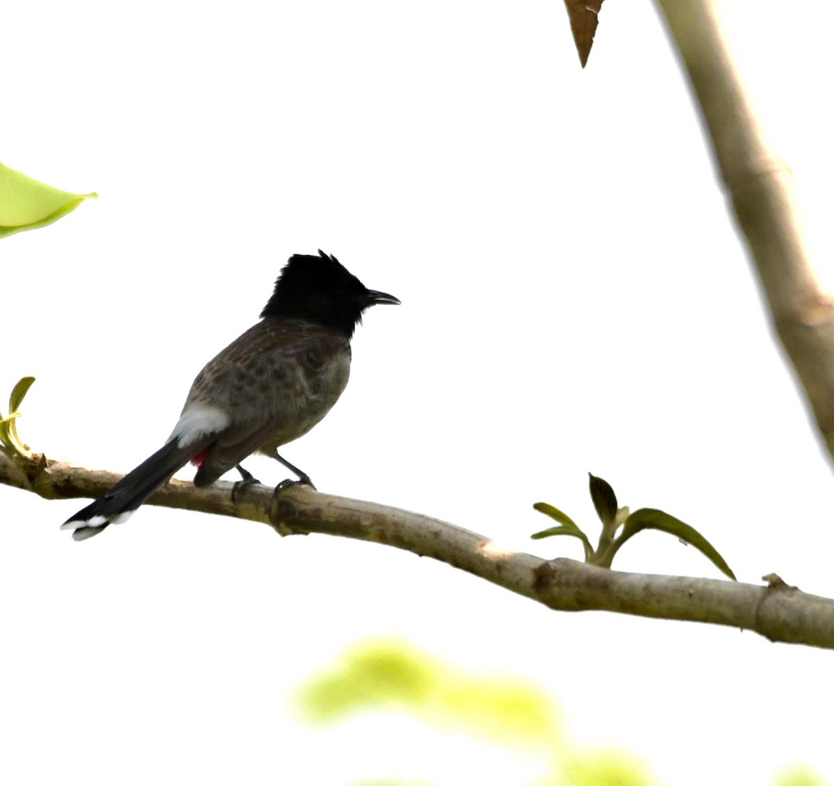 Red-vented Bulbul - ML620835304