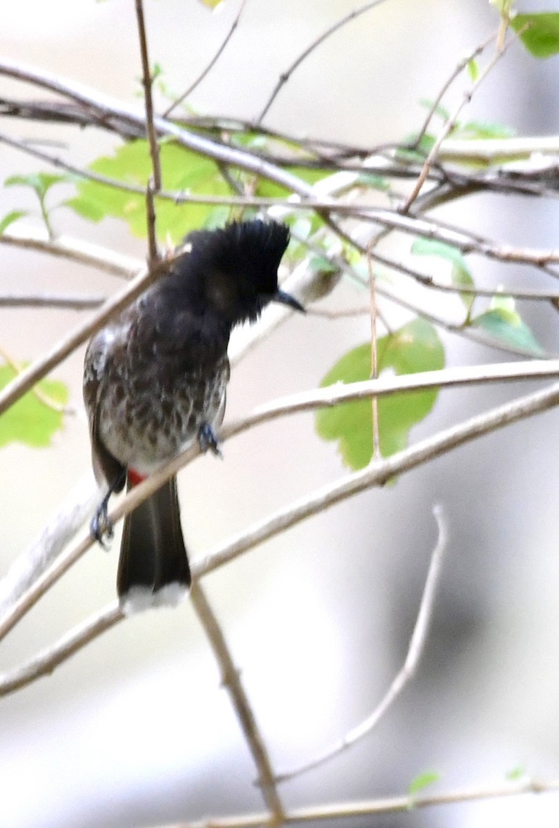 Red-vented Bulbul - ML620835305