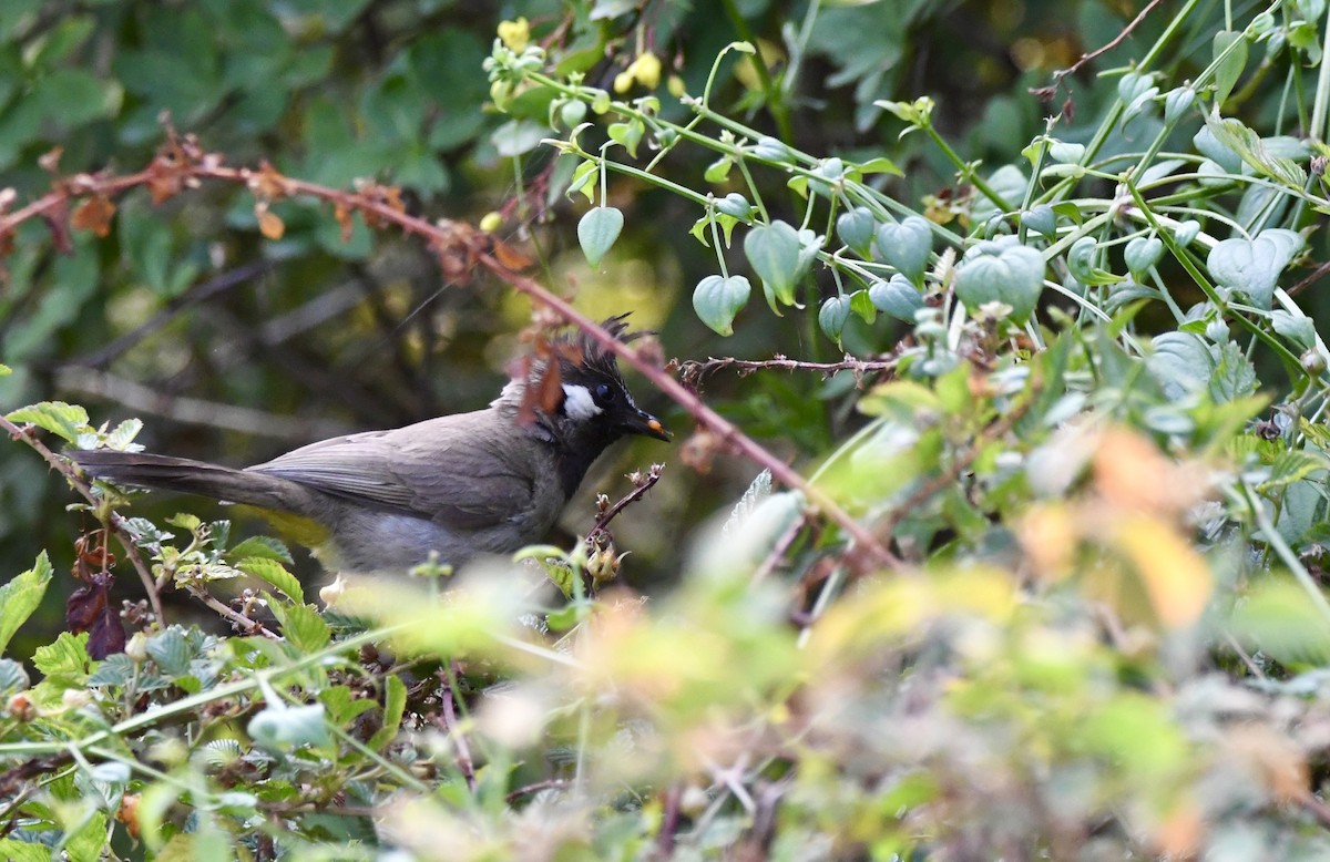 Red-vented Bulbul - ML620835306