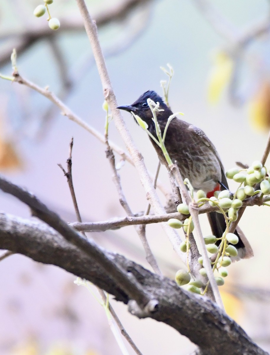 bulbul šupinkový - ML620835308