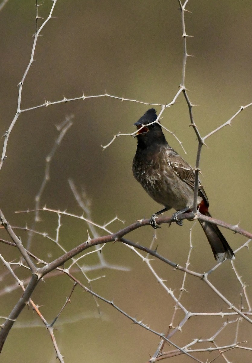 Red-vented Bulbul - ML620835309