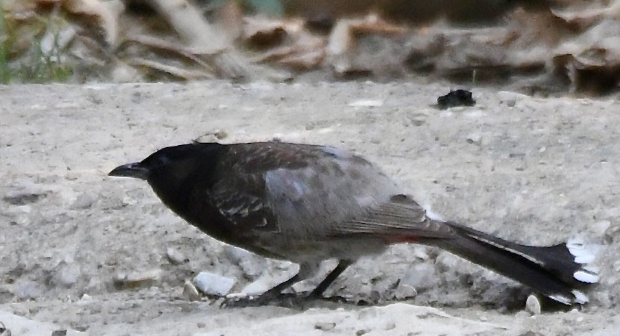 Red-vented Bulbul - ML620835310