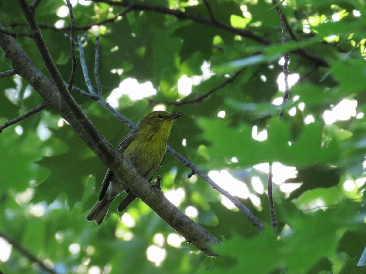 Pine Warbler - ML620835311