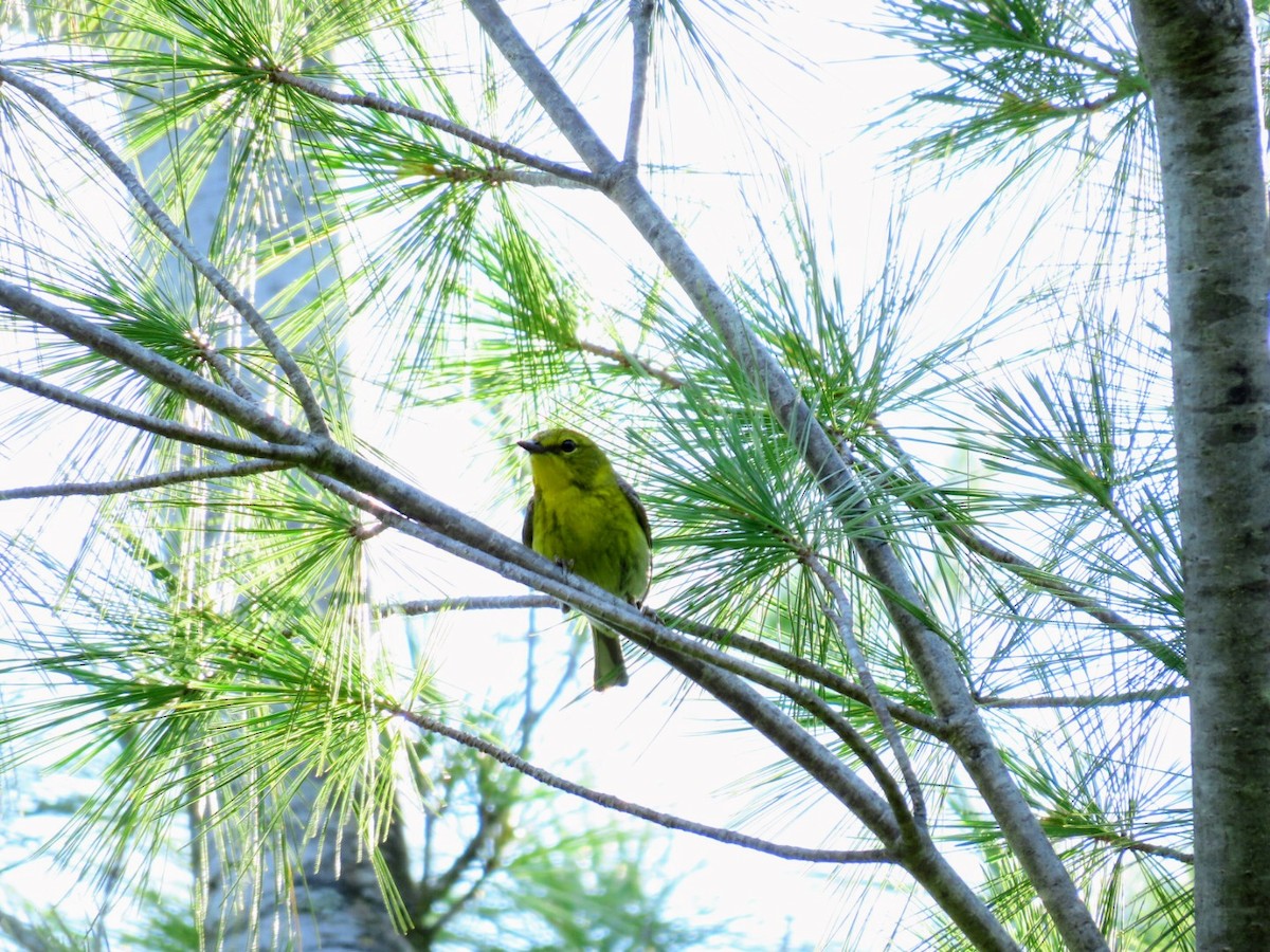 Pine Warbler - ML620835313