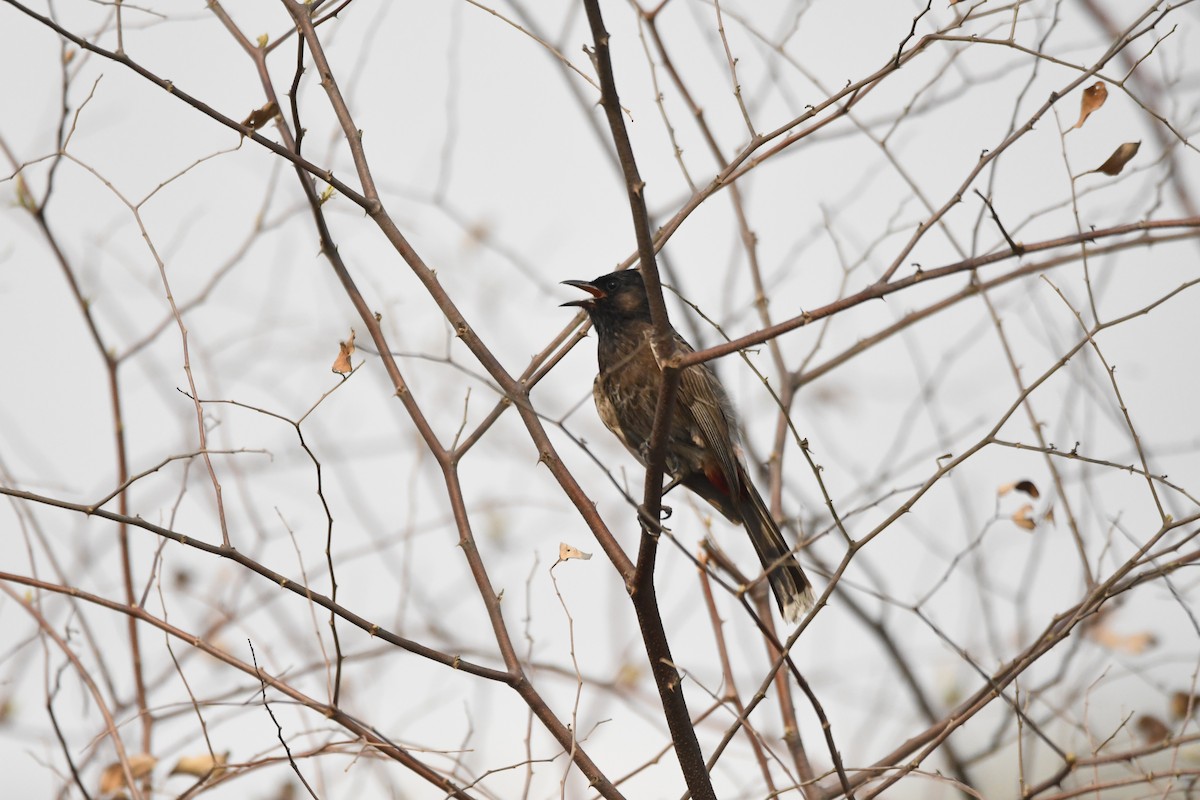 Red-vented Bulbul - ML620835314