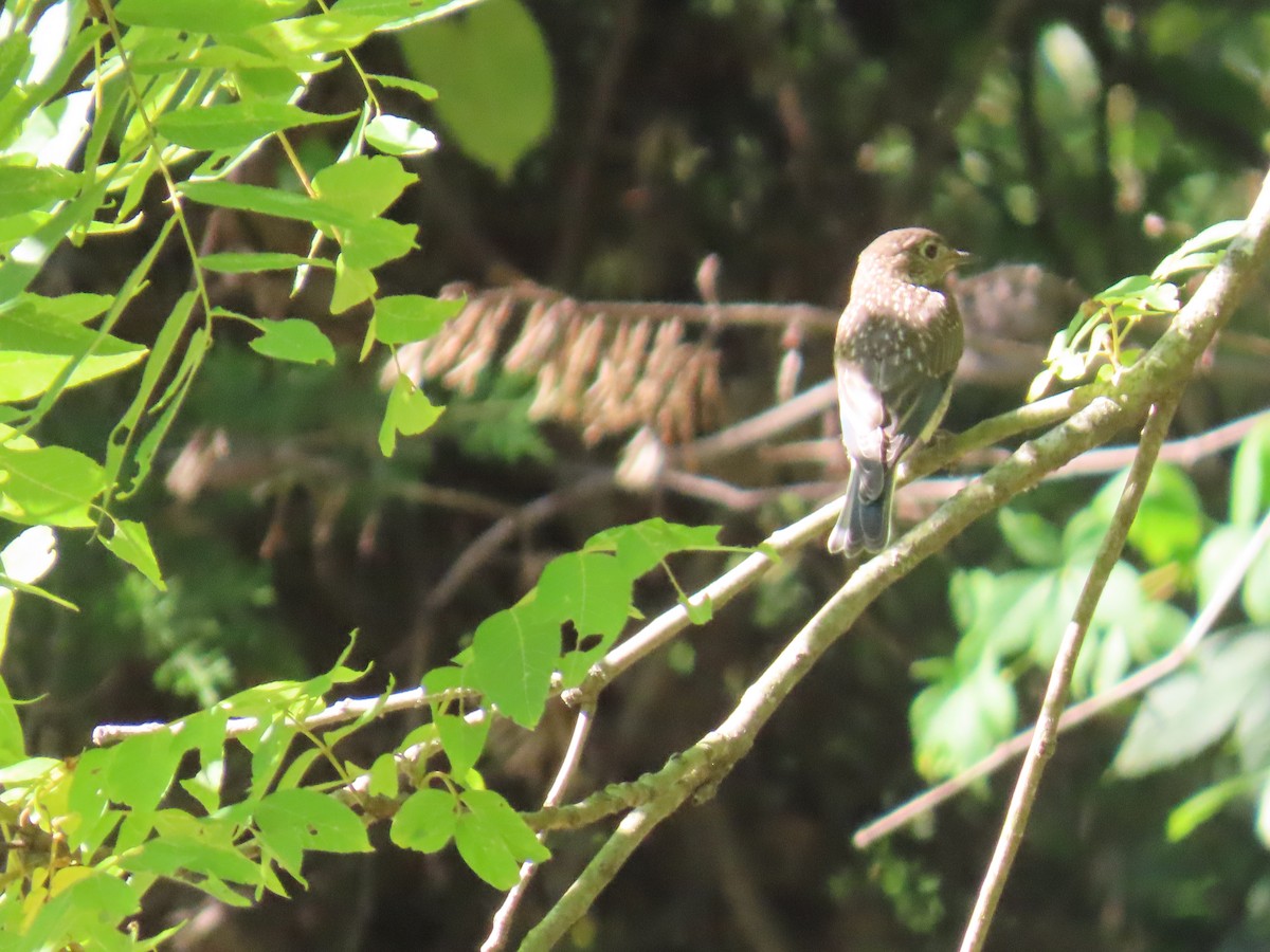 Eastern Bluebird - ML620835317