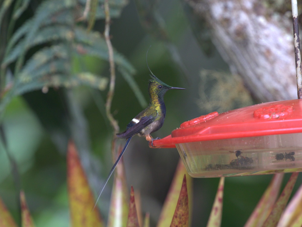 Wire-crested Thorntail - ML620835320