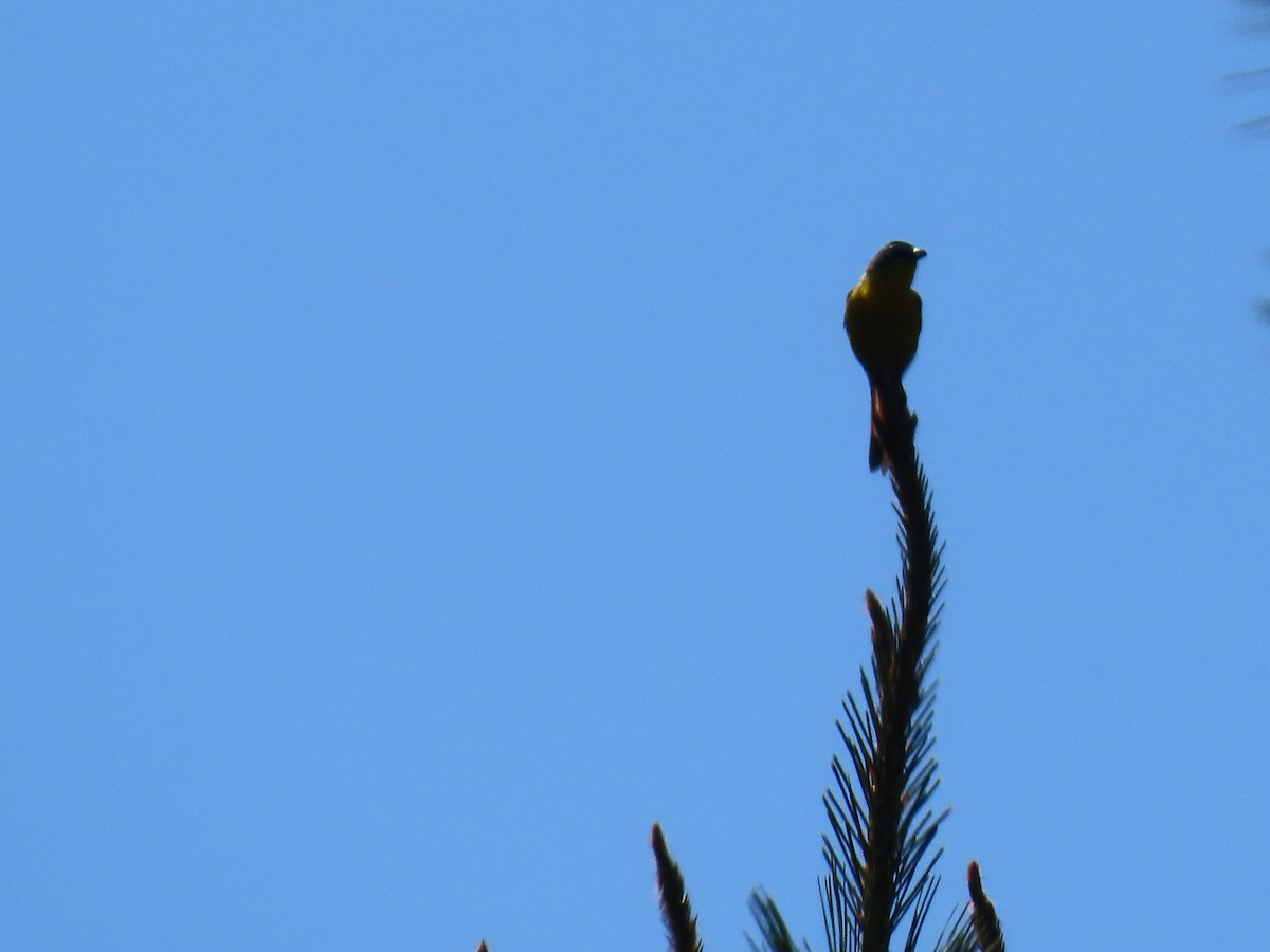Yellow-breasted Chat - ML620835321