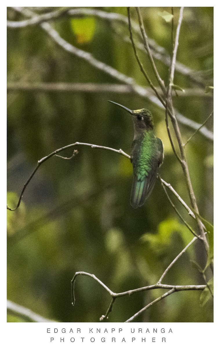 kolibřík klínoocasý - ML620835323