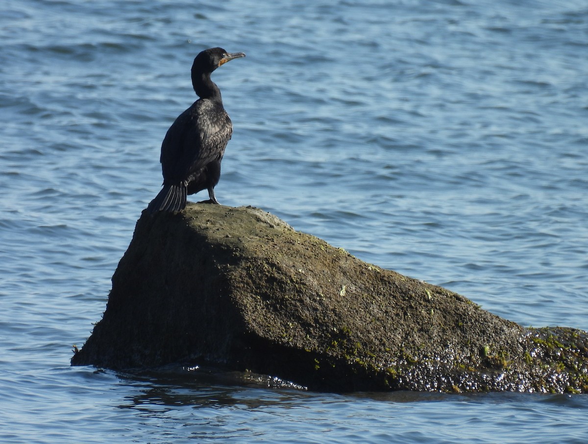 Double-crested Cormorant - ML620835324