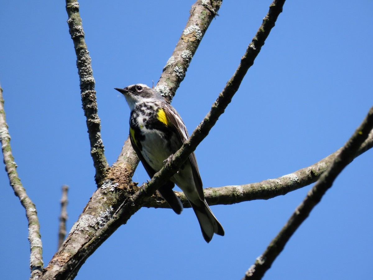 Yellow-rumped Warbler - ML620835325