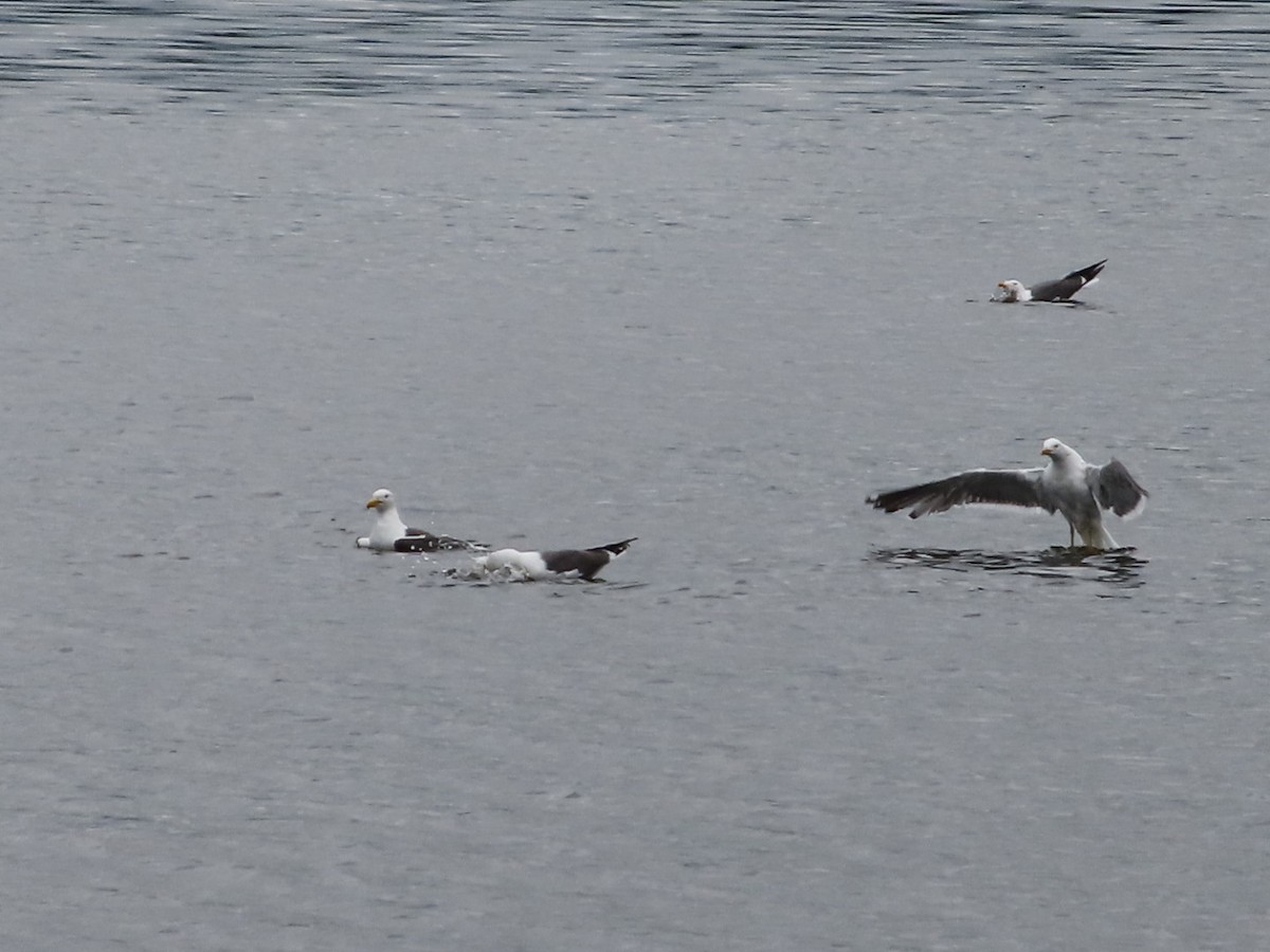 Lesser Black-backed Gull - ML620835328