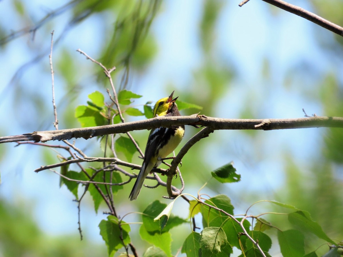 Black-throated Green Warbler - ML620835350