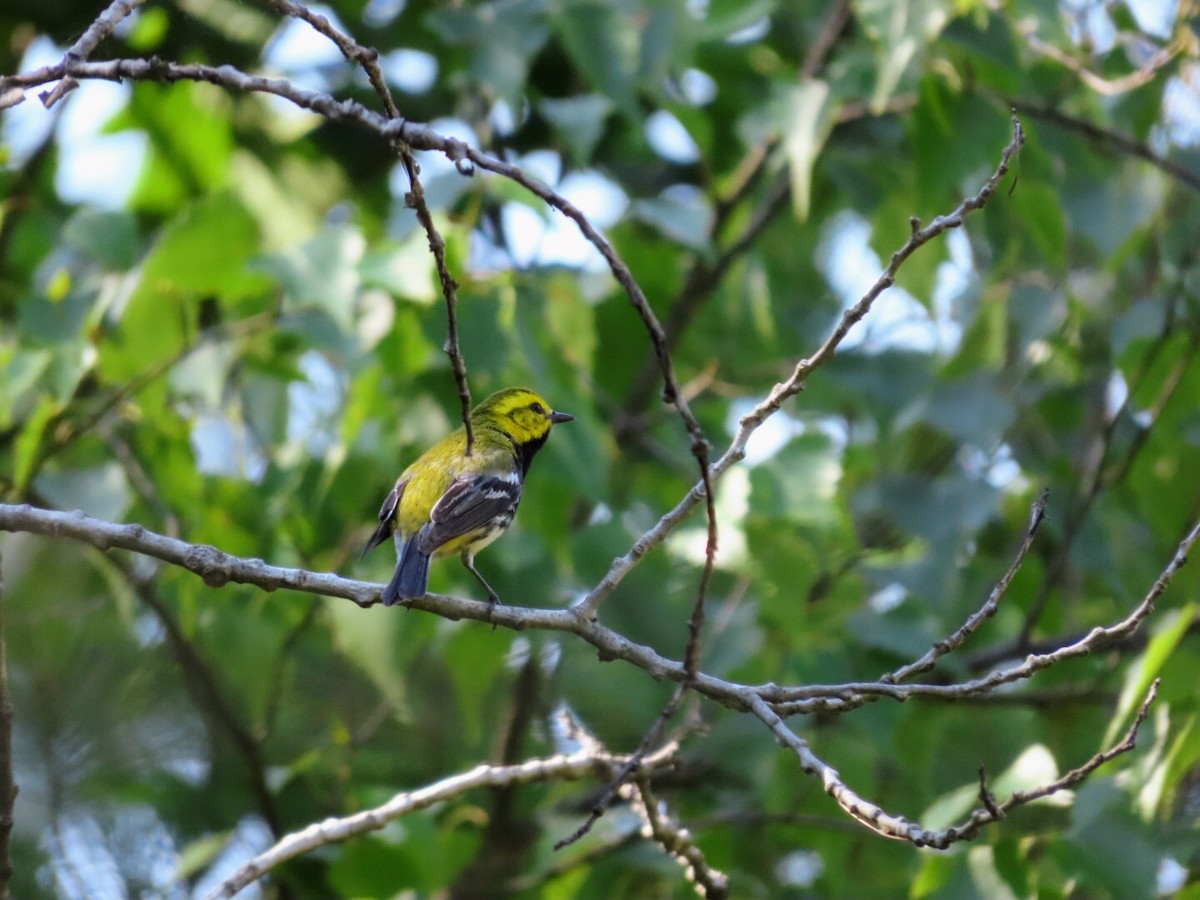 Black-throated Green Warbler - ML620835353