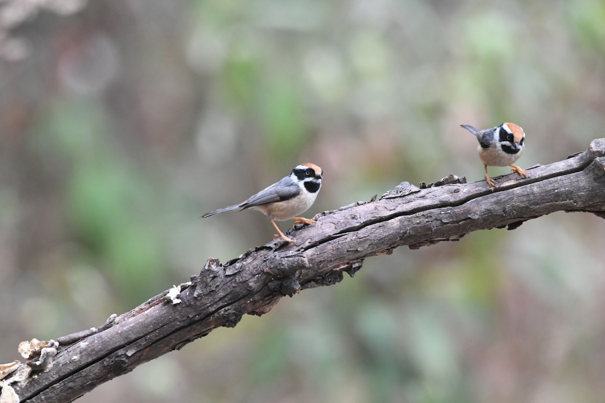 Black-throated Tit - ML620835364