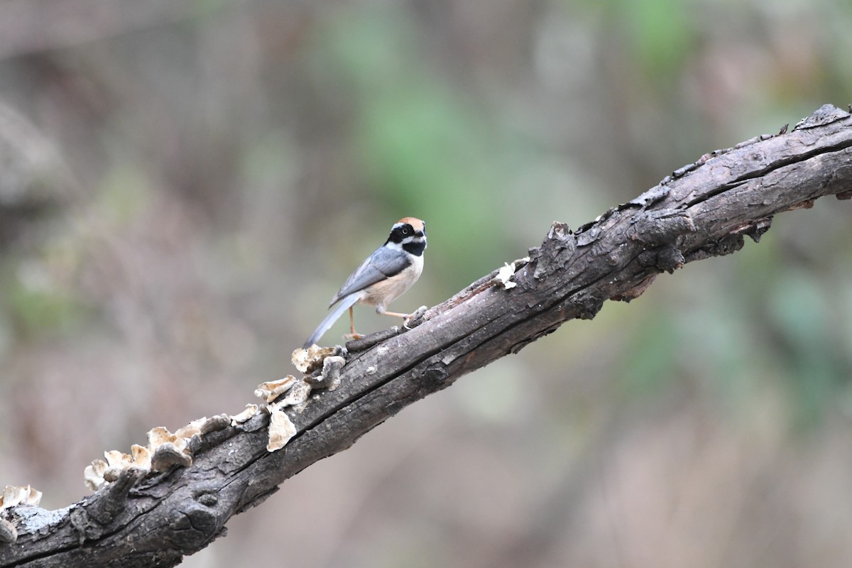 Black-throated Tit - ML620835371