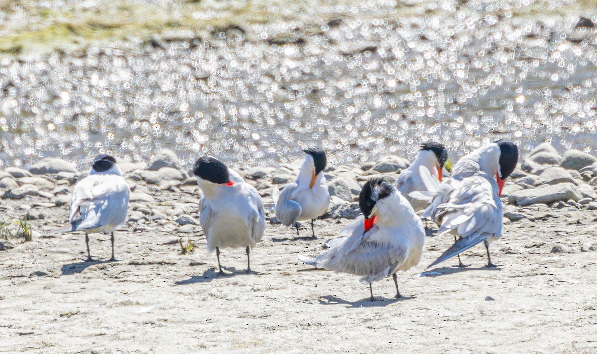 Caspian Tern - ML620835389