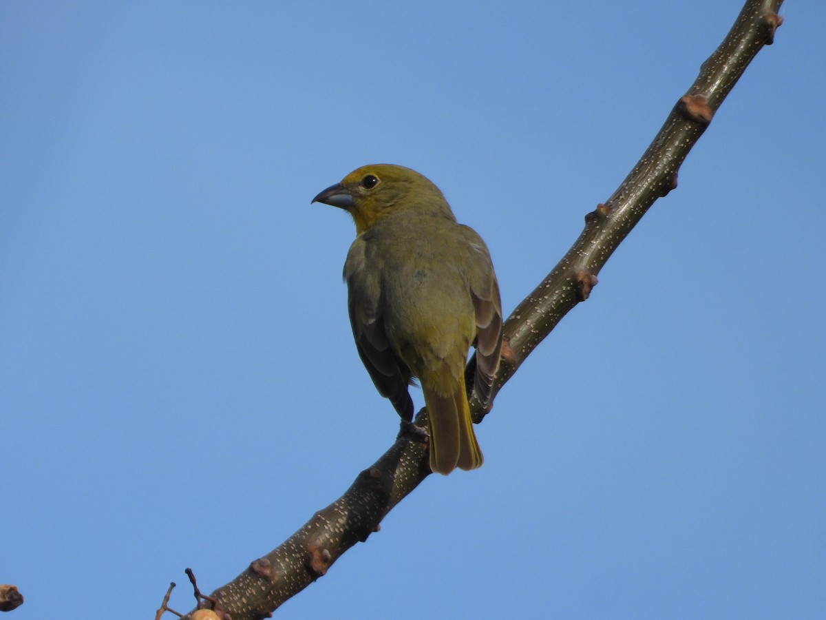 Hepatic Tanager - ML620835414