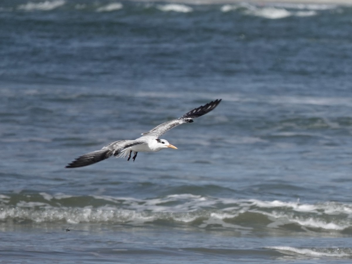 Caspian Tern - ML620835422