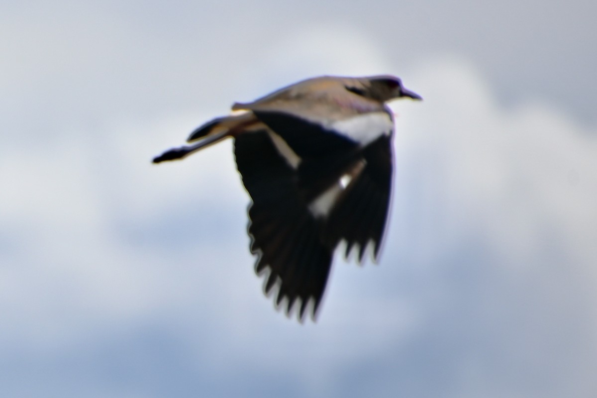 Southern Lapwing - ML620835423