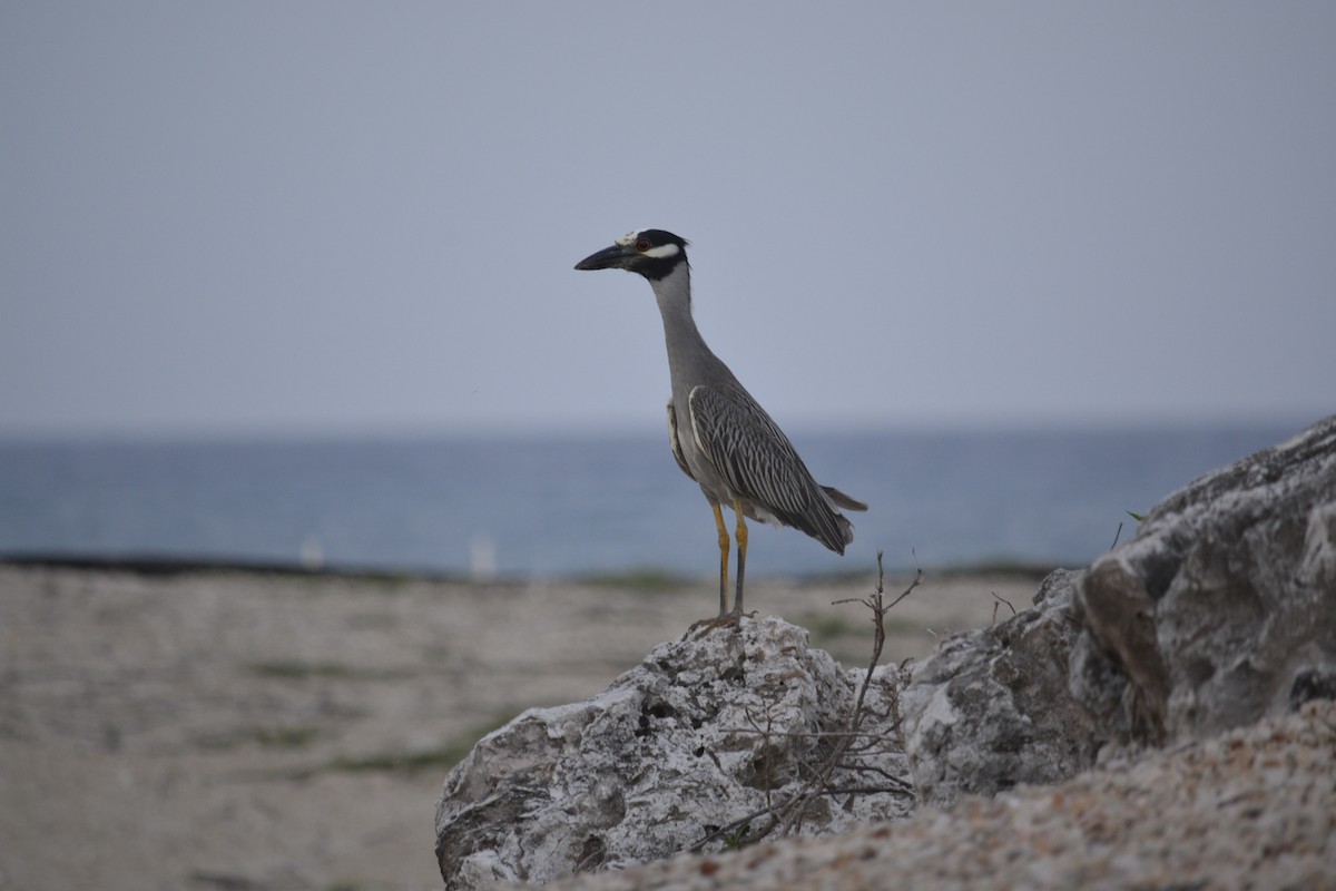 Yellow-crowned Night Heron - ML620835427