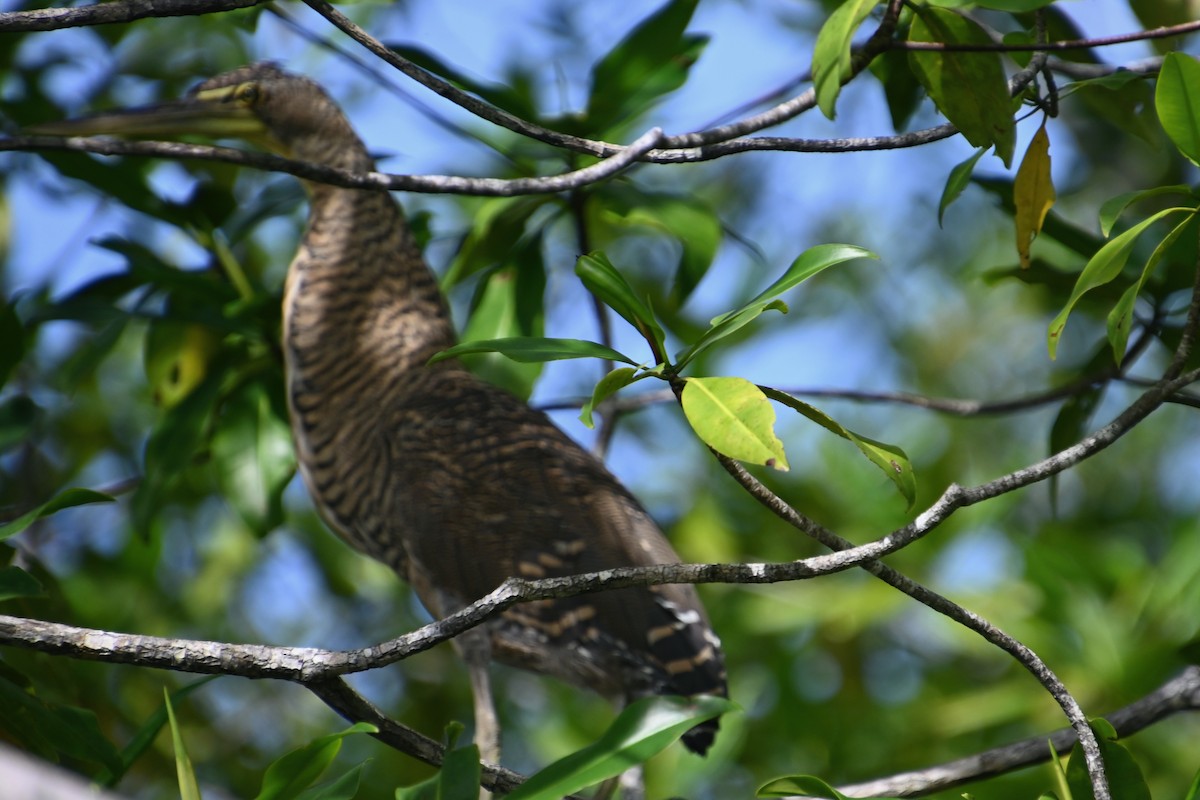 Bare-throated Tiger-Heron - ML620835428