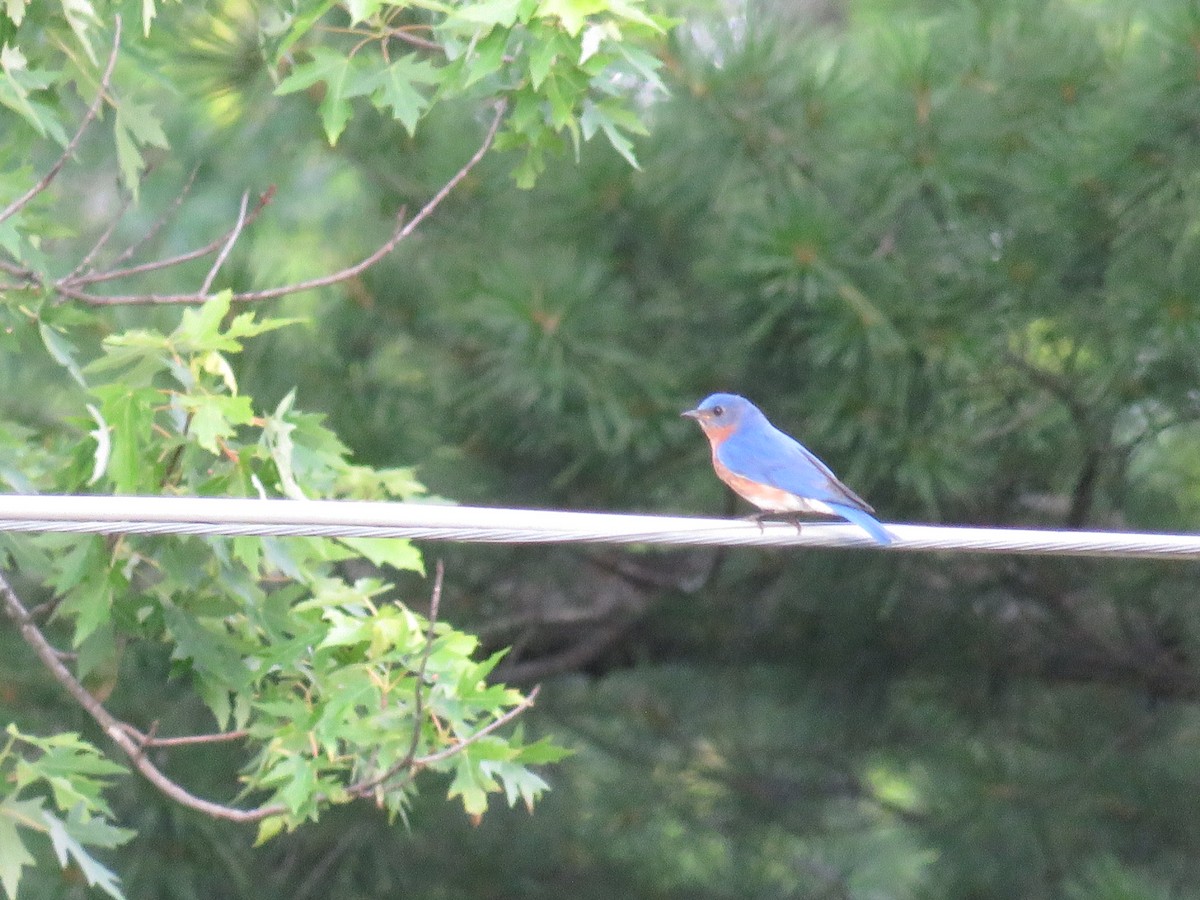 Eastern Bluebird - ML620835430