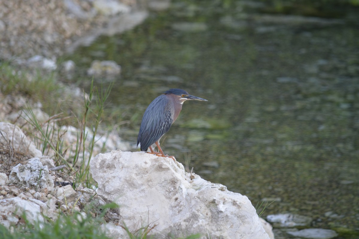 Green Heron - ML620835437