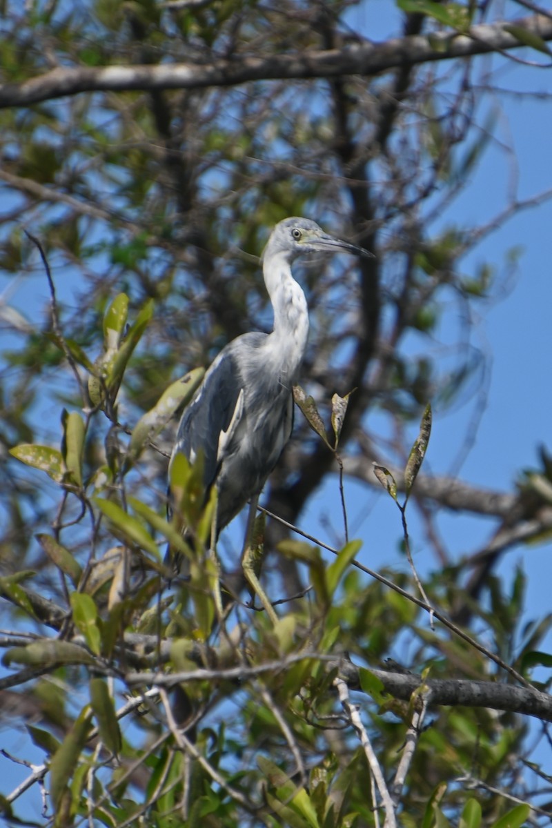 Little Blue Heron - ML620835439