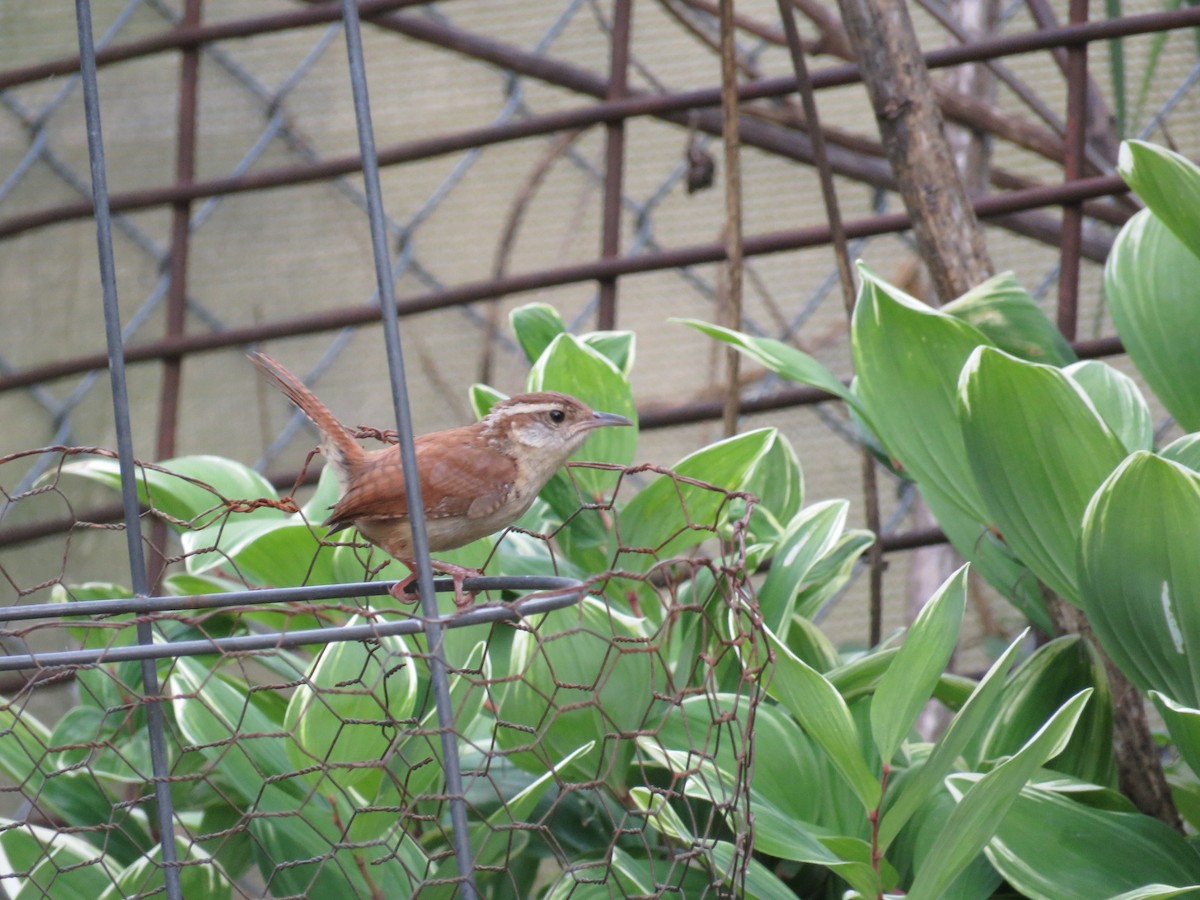 Carolina Wren - Aaron Haycraft