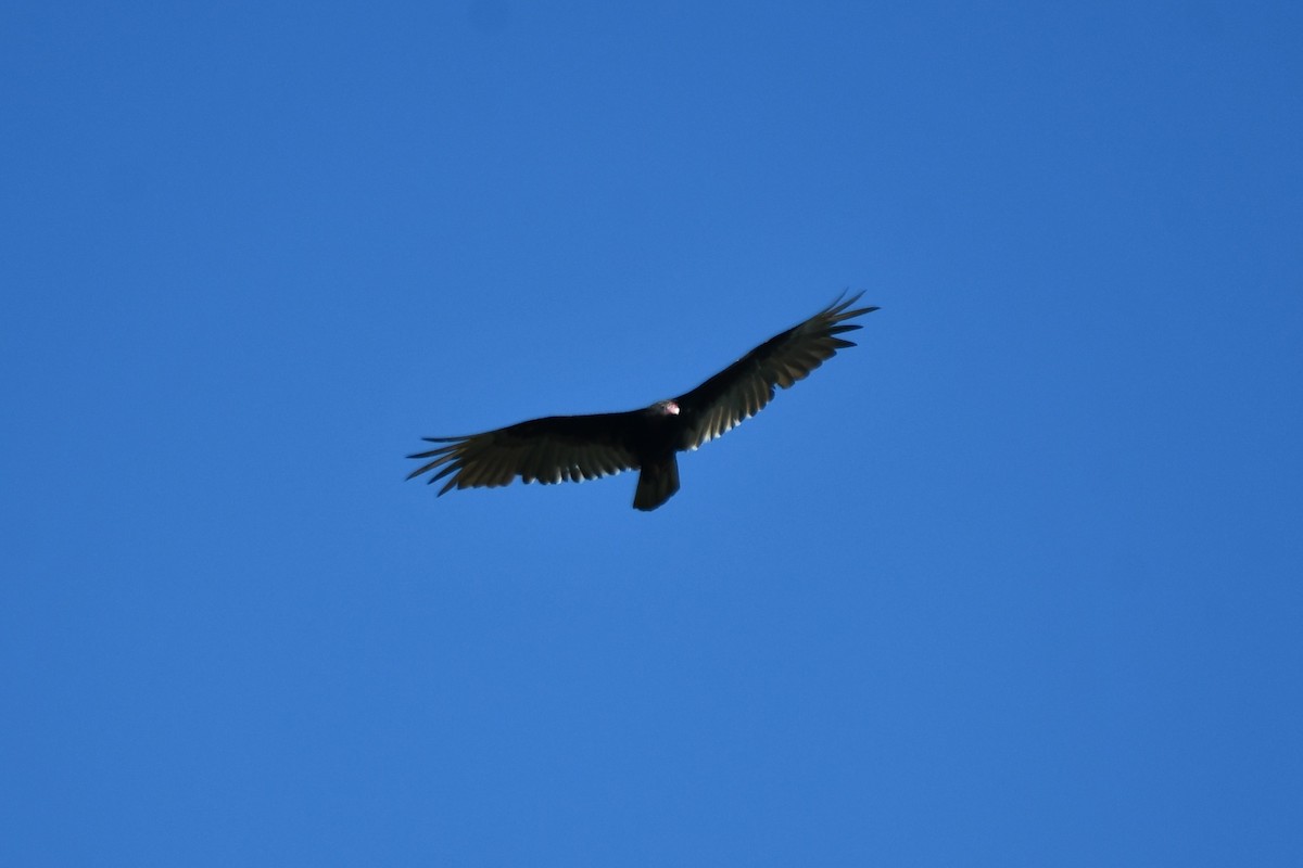 Turkey Vulture - ML620835444