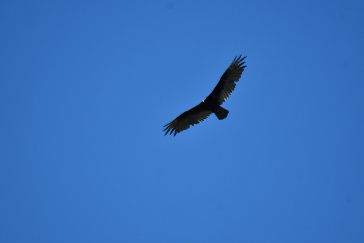 Turkey Vulture - ML620835445