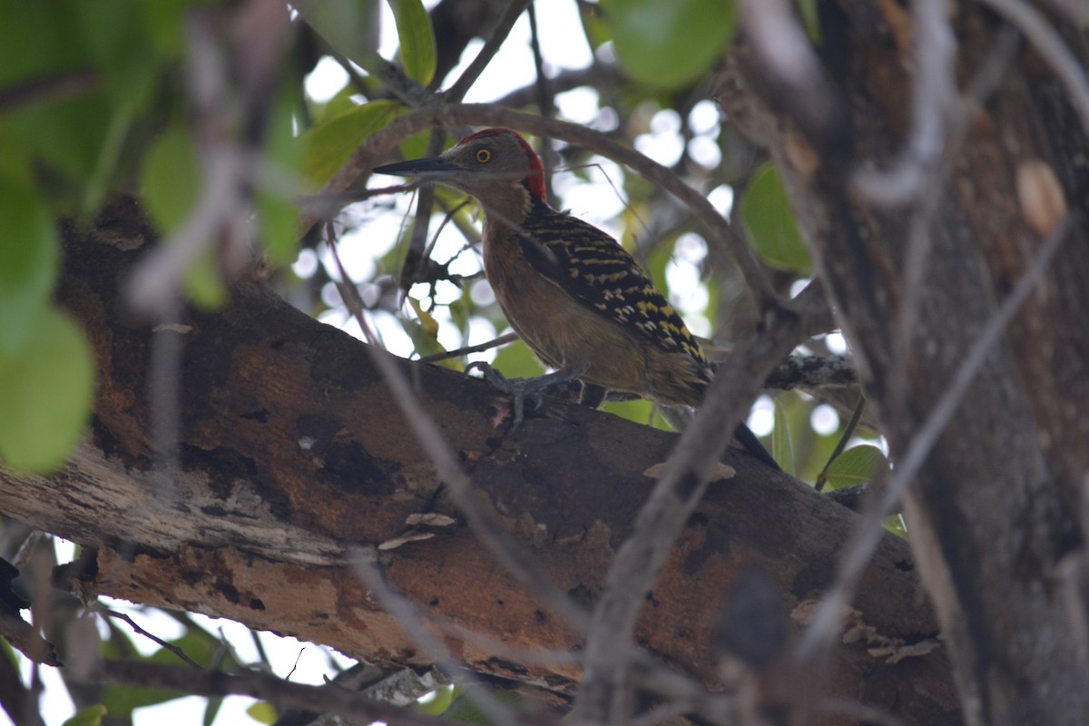Hispaniolan Woodpecker - ML620835447