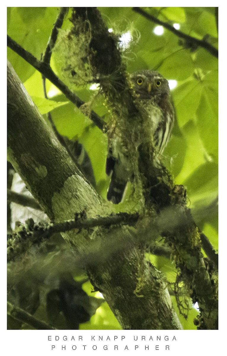 Tamaulipas Pygmy-Owl - ML620835451