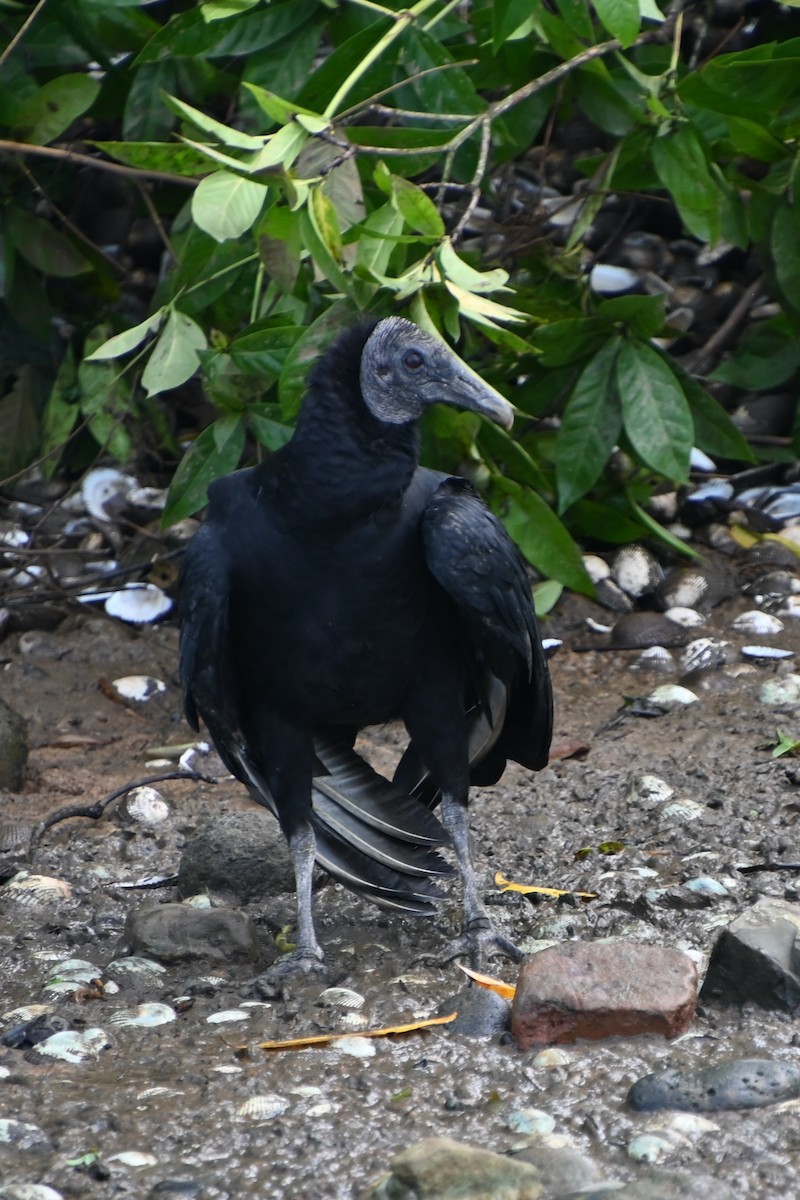 Black Vulture - ML620835460