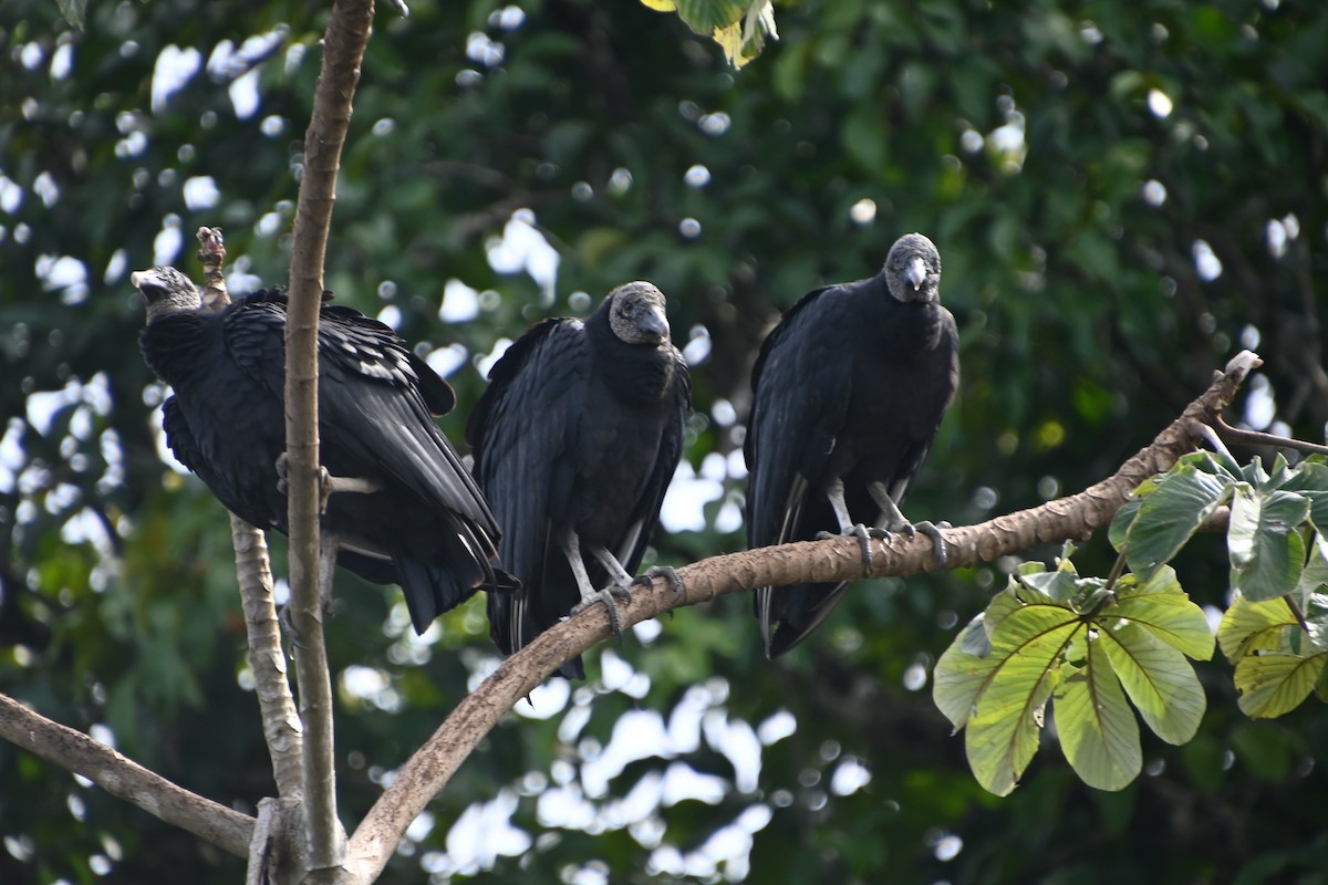 Black Vulture - ML620835461