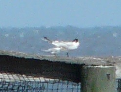 Least Tern - ML620835489