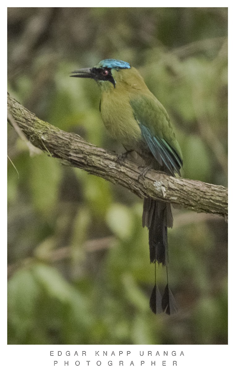 Blue-capped Motmot - ML620835490