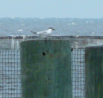 Gull-billed Tern - ML620835493