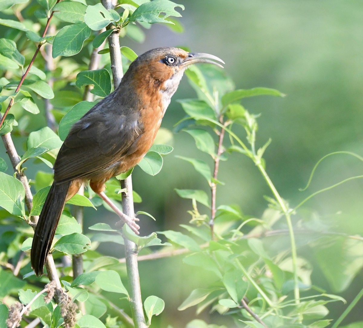 Rusty-cheeked Scimitar-Babbler - ML620835505