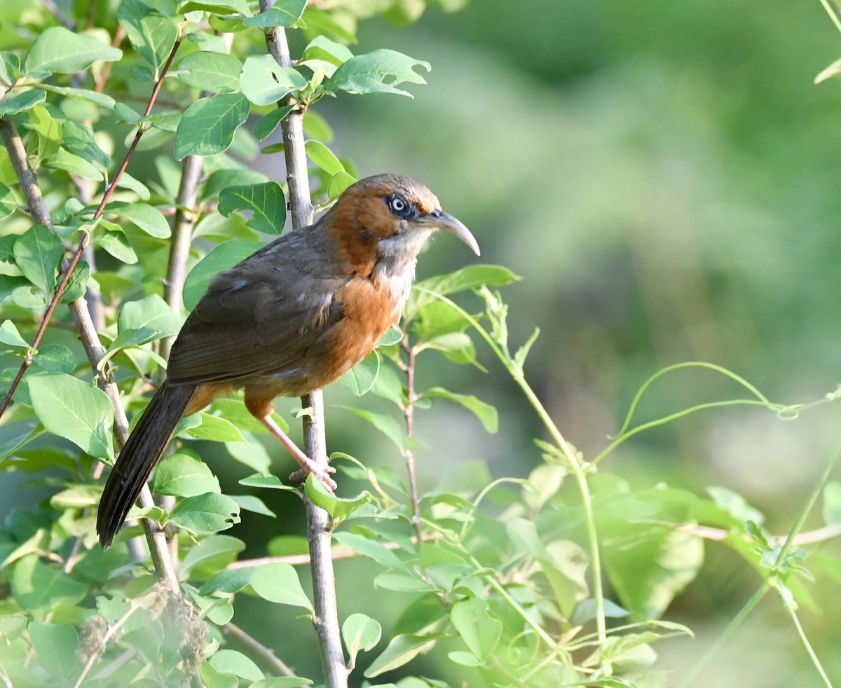 Rusty-cheeked Scimitar-Babbler - ML620835508