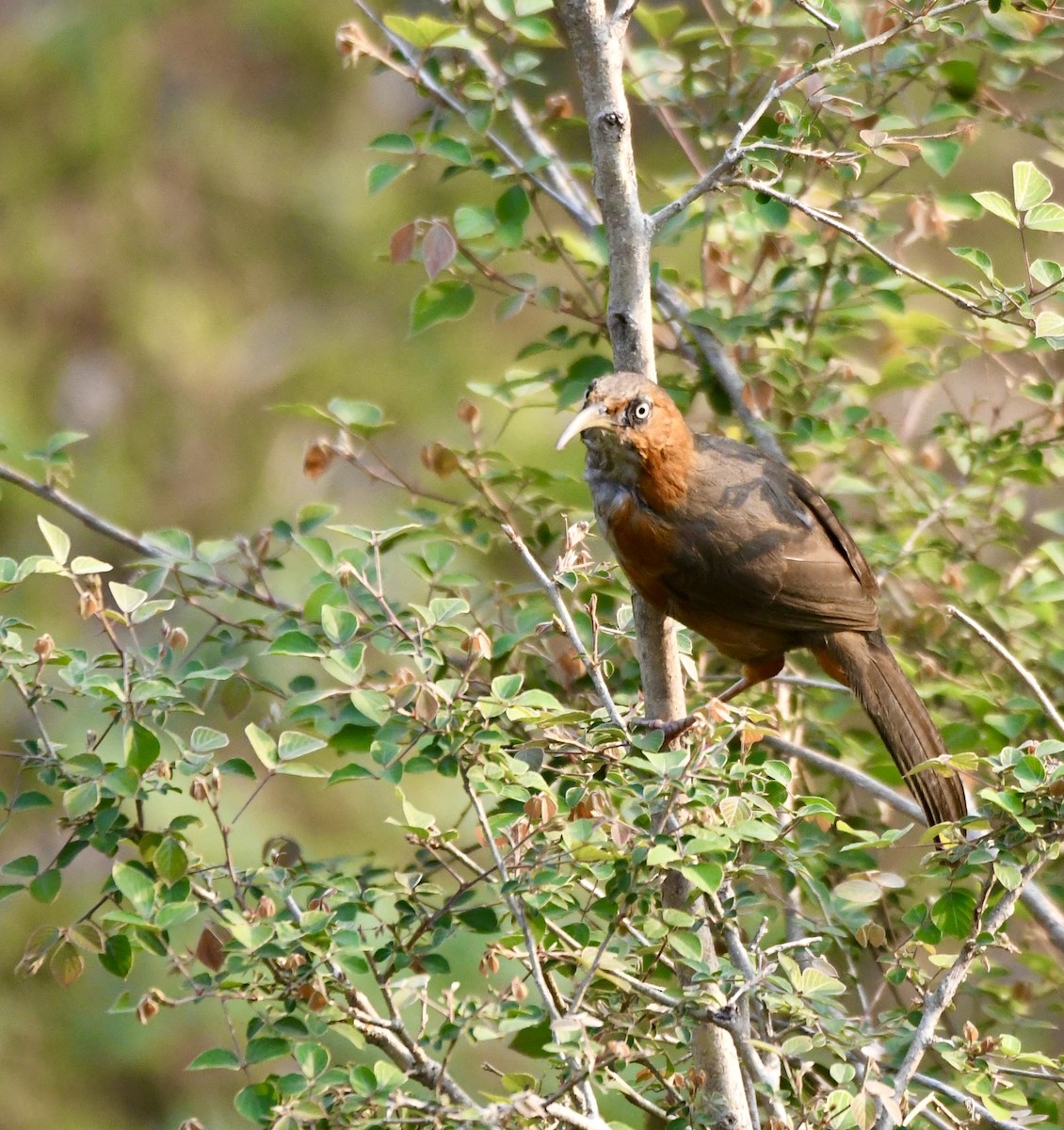 Rusty-cheeked Scimitar-Babbler - ML620835509