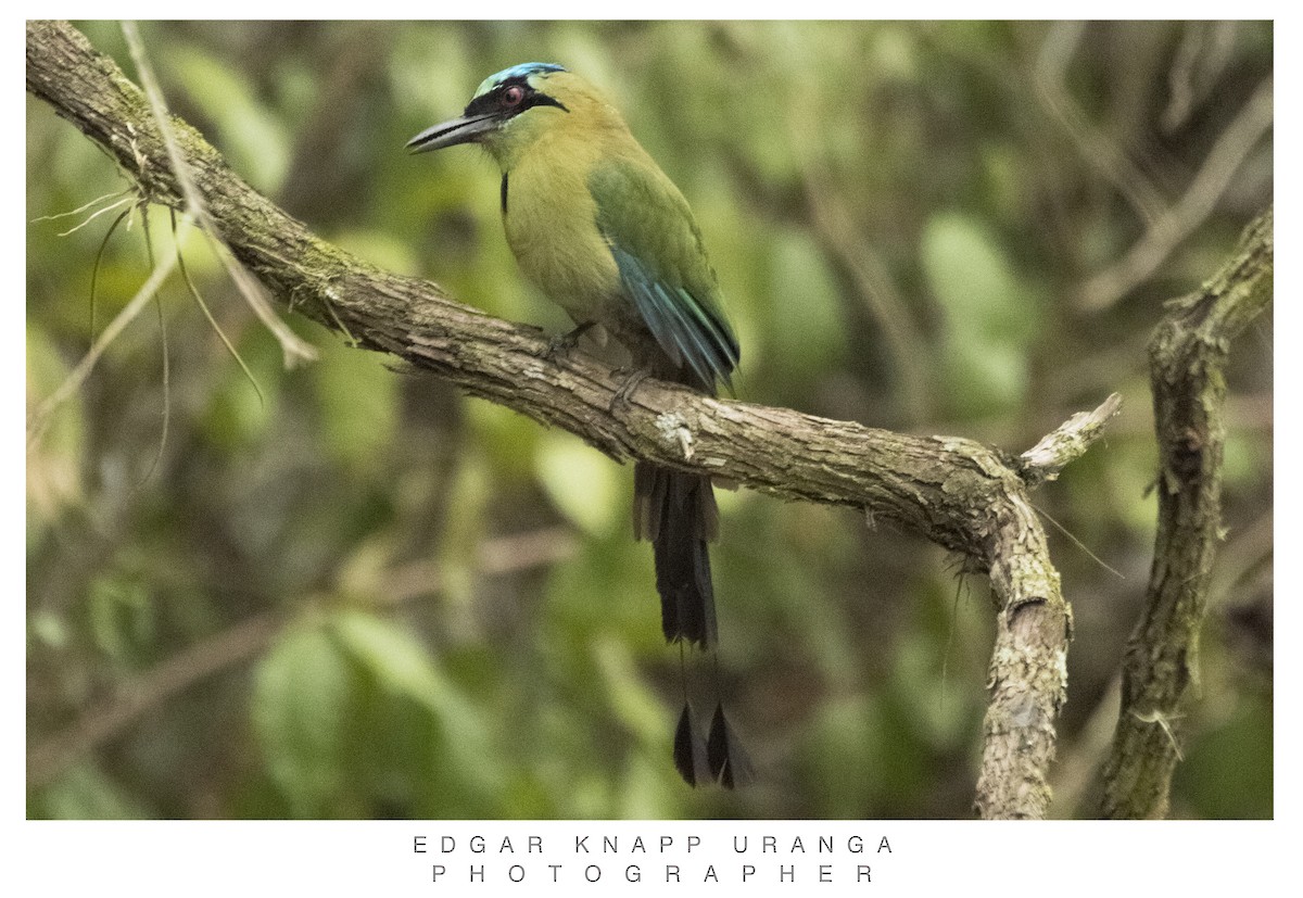 Blue-capped Motmot - ML620835510